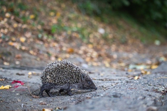 体育新闻创新传播彰显中国精神.